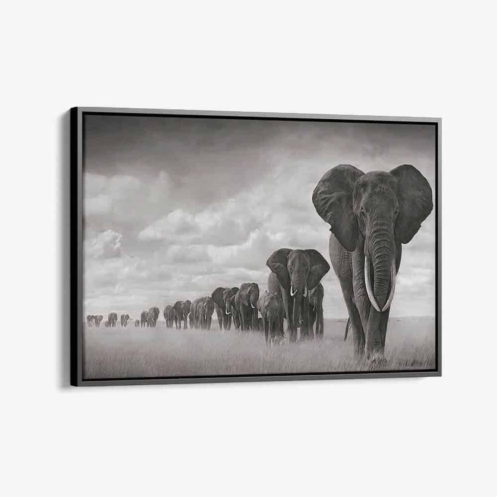 “Elephant family”