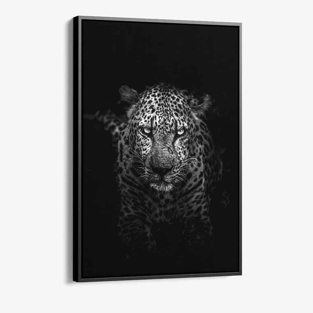 “Tiger Black”