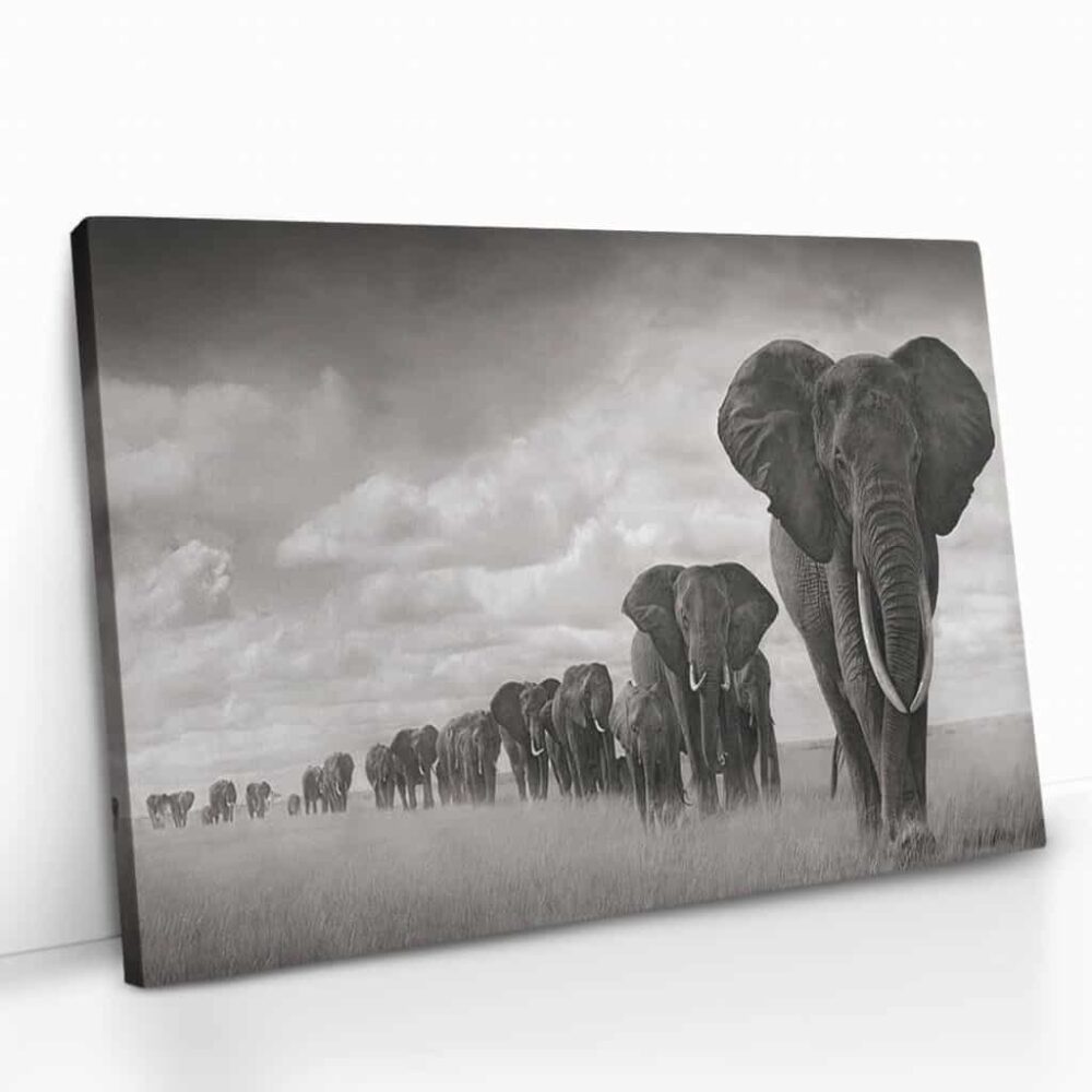 “Elephant family”