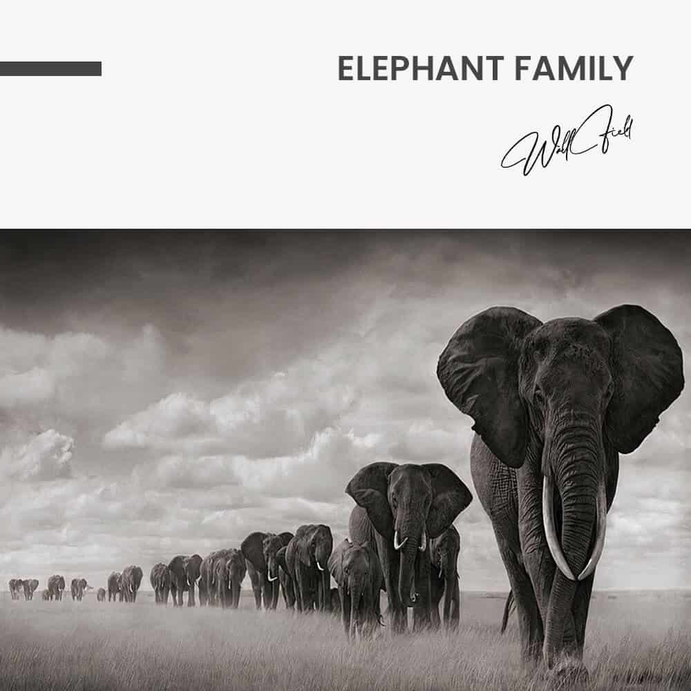 Elephant family - Glass