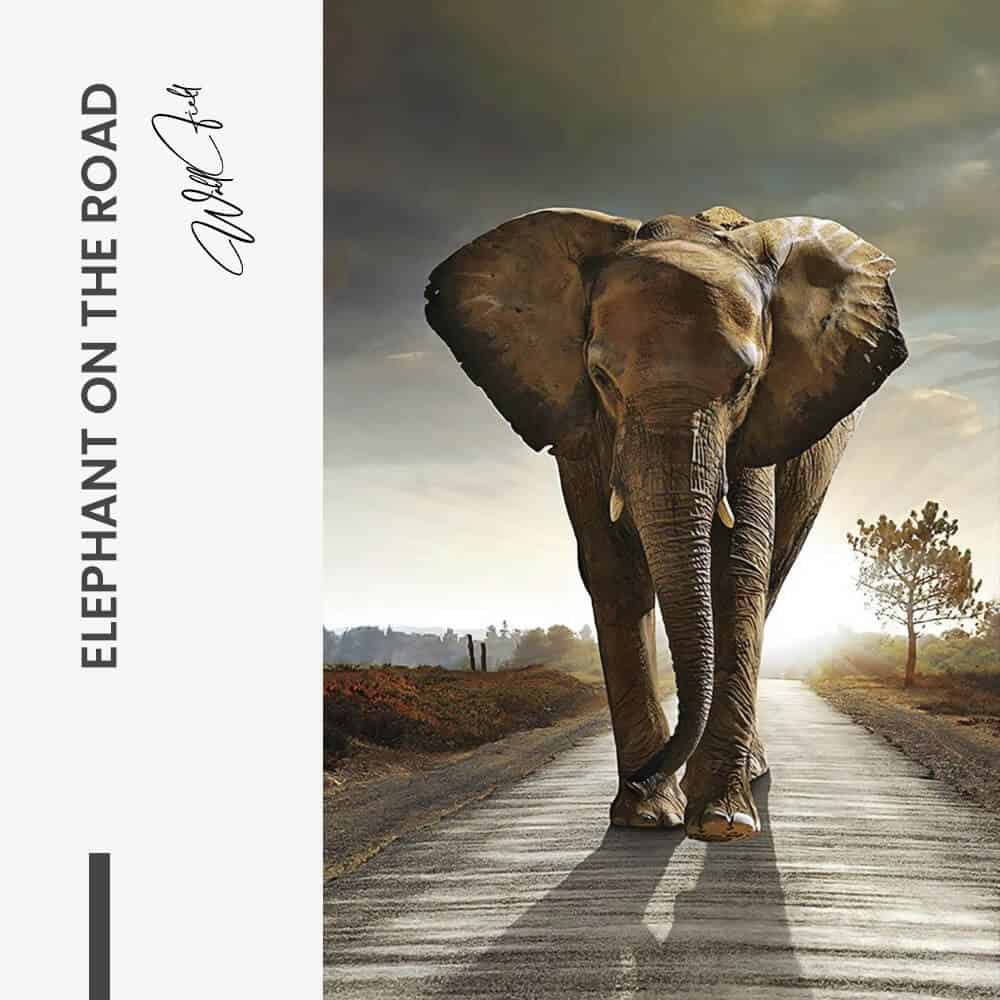 “Elephant on the Road”