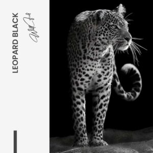 Leopard Black - Glass