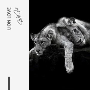 Lion Love – Glass