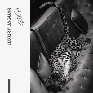 “Luxury Jaguar”