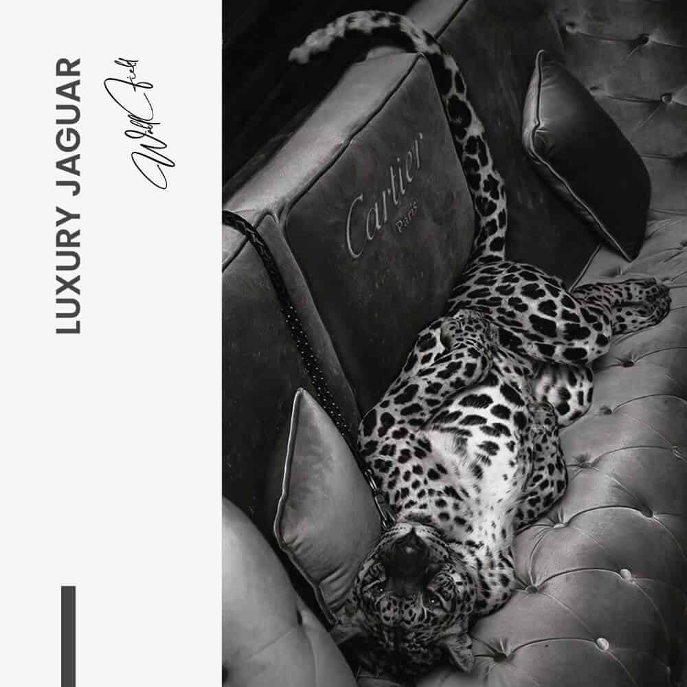 “Luxury Jaguar”