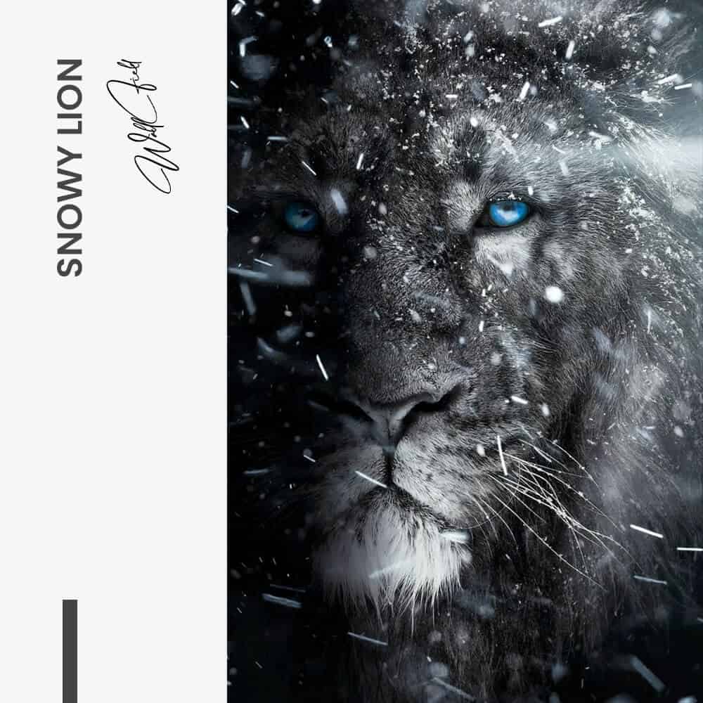 “Snowy Lion”