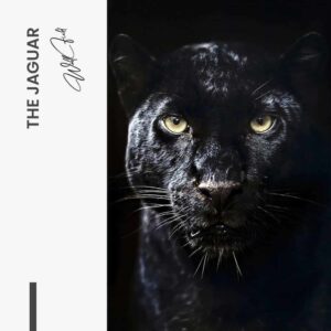 The Jaguar – Glass