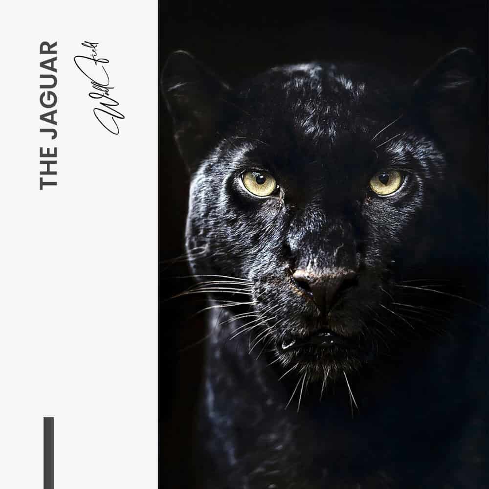 The Jaguar – Glass