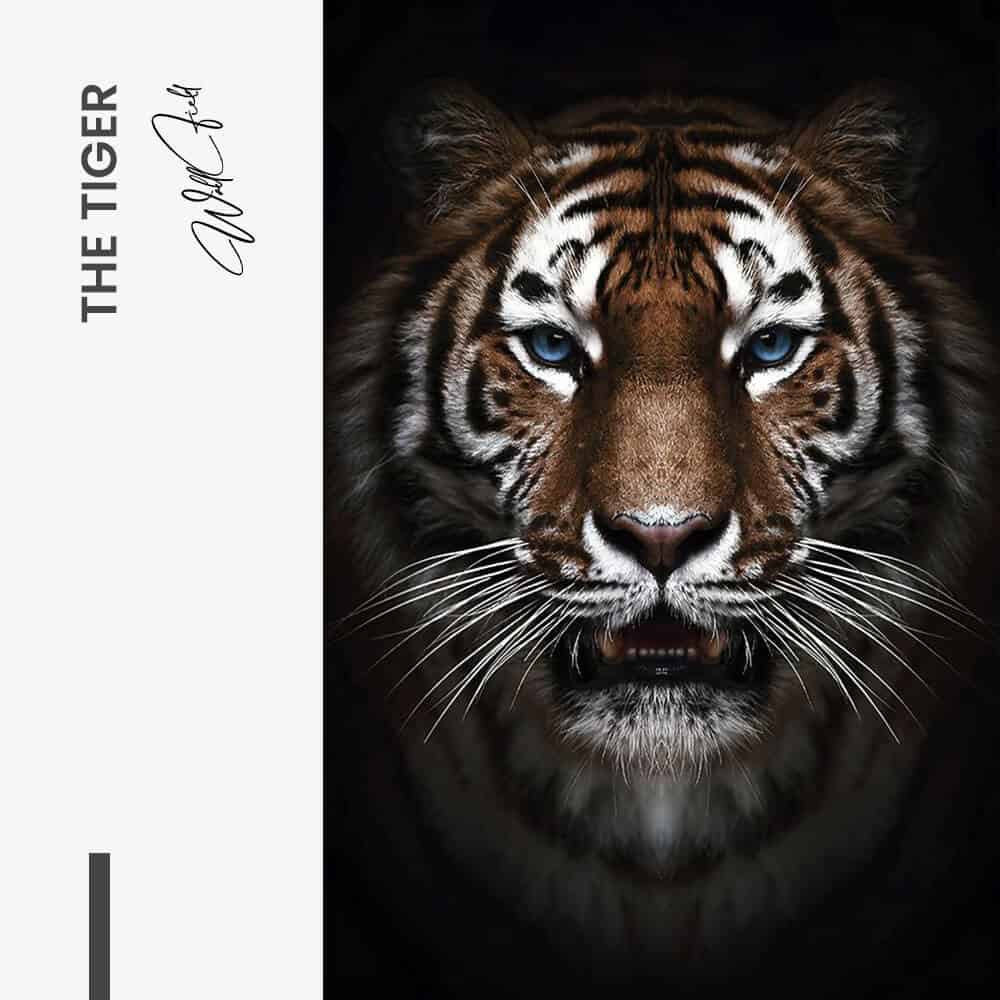 The Tiger – Glass
