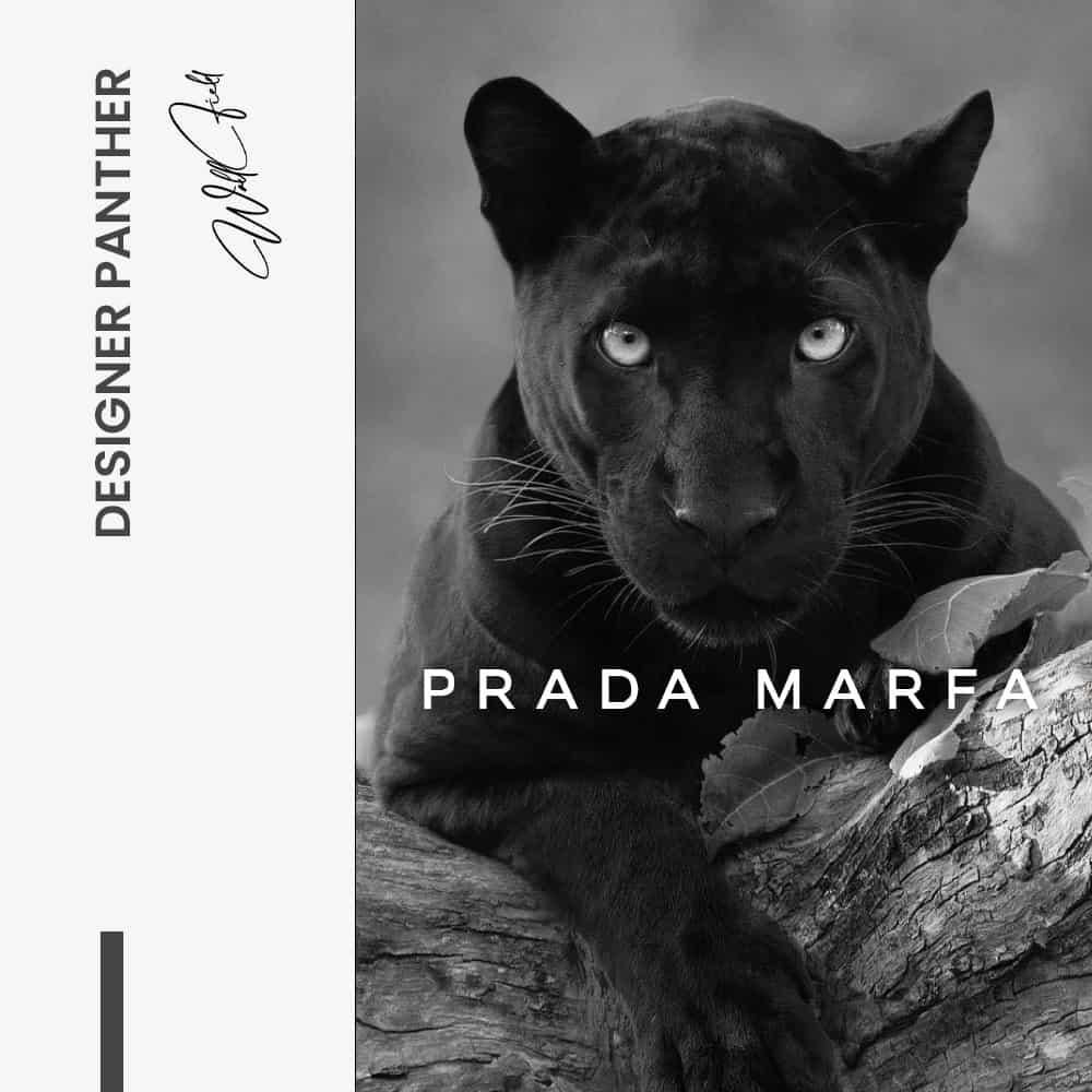 Designer Panther - Muurcirkel Dibond