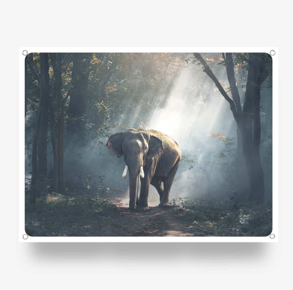 Elephant-in-the-Jungle.jpg