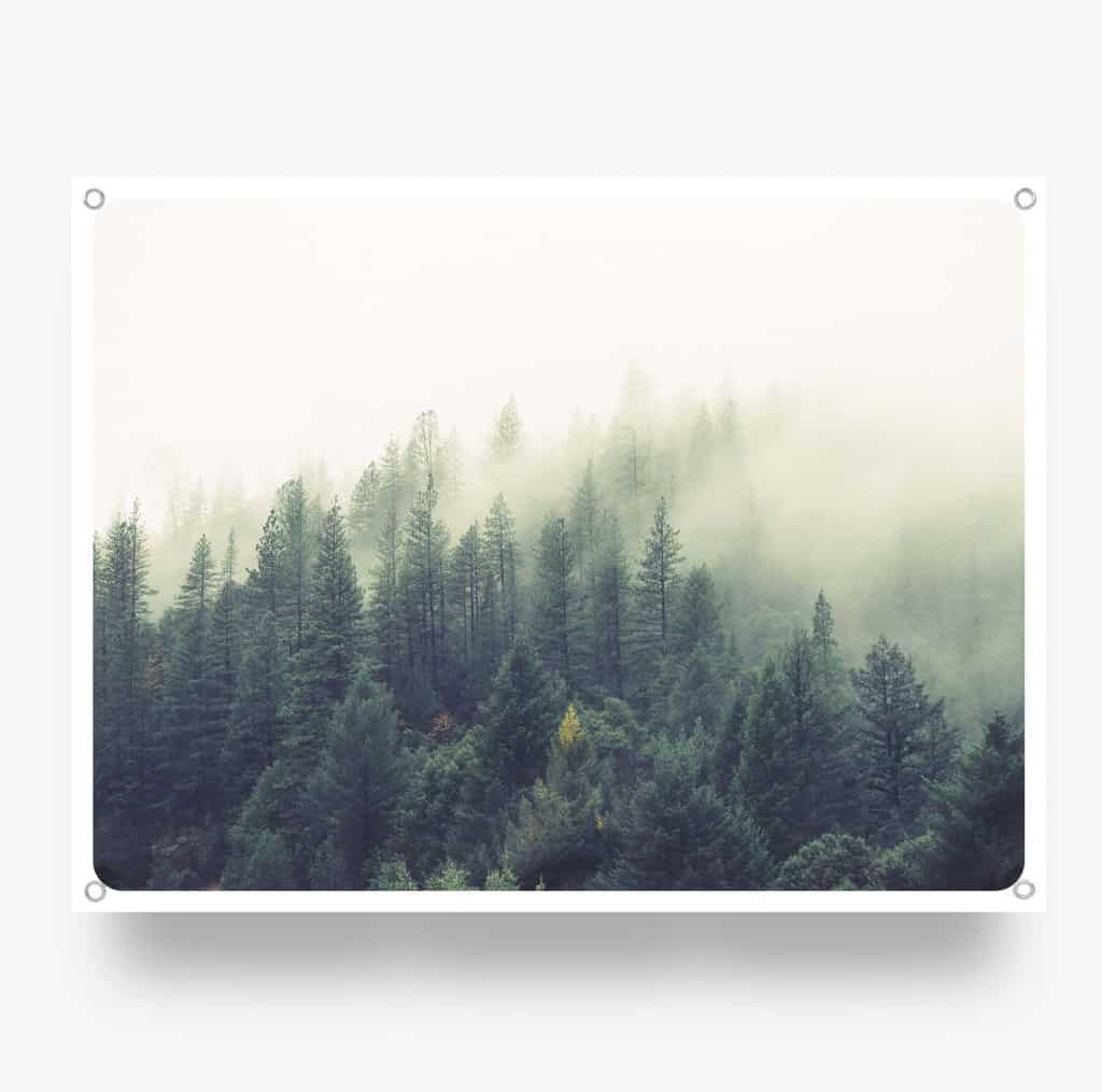 Forrest-in-the-Mist.jpg