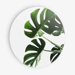 Monstera Leaf - Muurcirkel Dibond