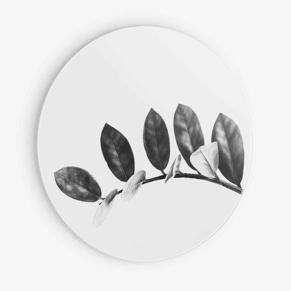 Zamioculcas - Muurcirkel Dibond