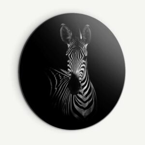 Zebra BW - Muurcirkel Dibond