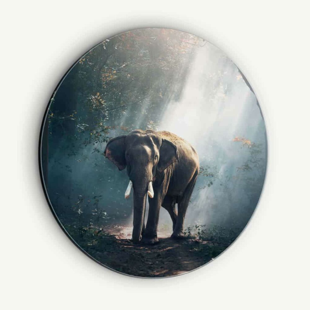 Elephant in the Jungle - Muurcirkel Dibond