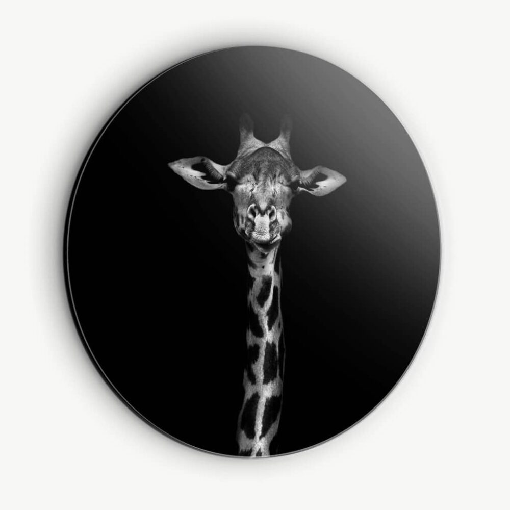 Giraffe - Muurcirkel Dibond