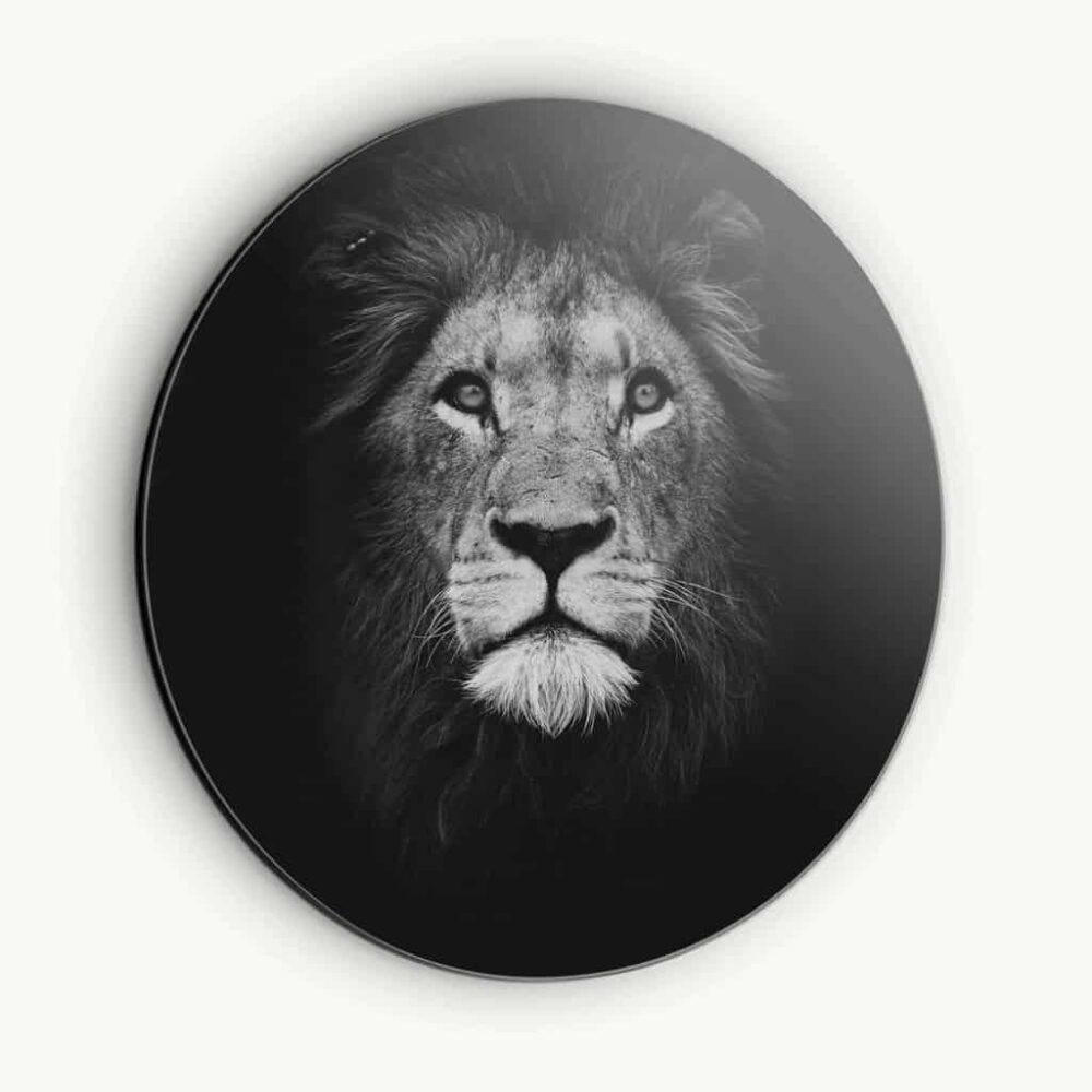 Lion - Muurcirkel Dibond