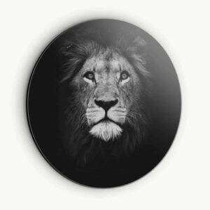 Lion - Muurcirkel Dibond