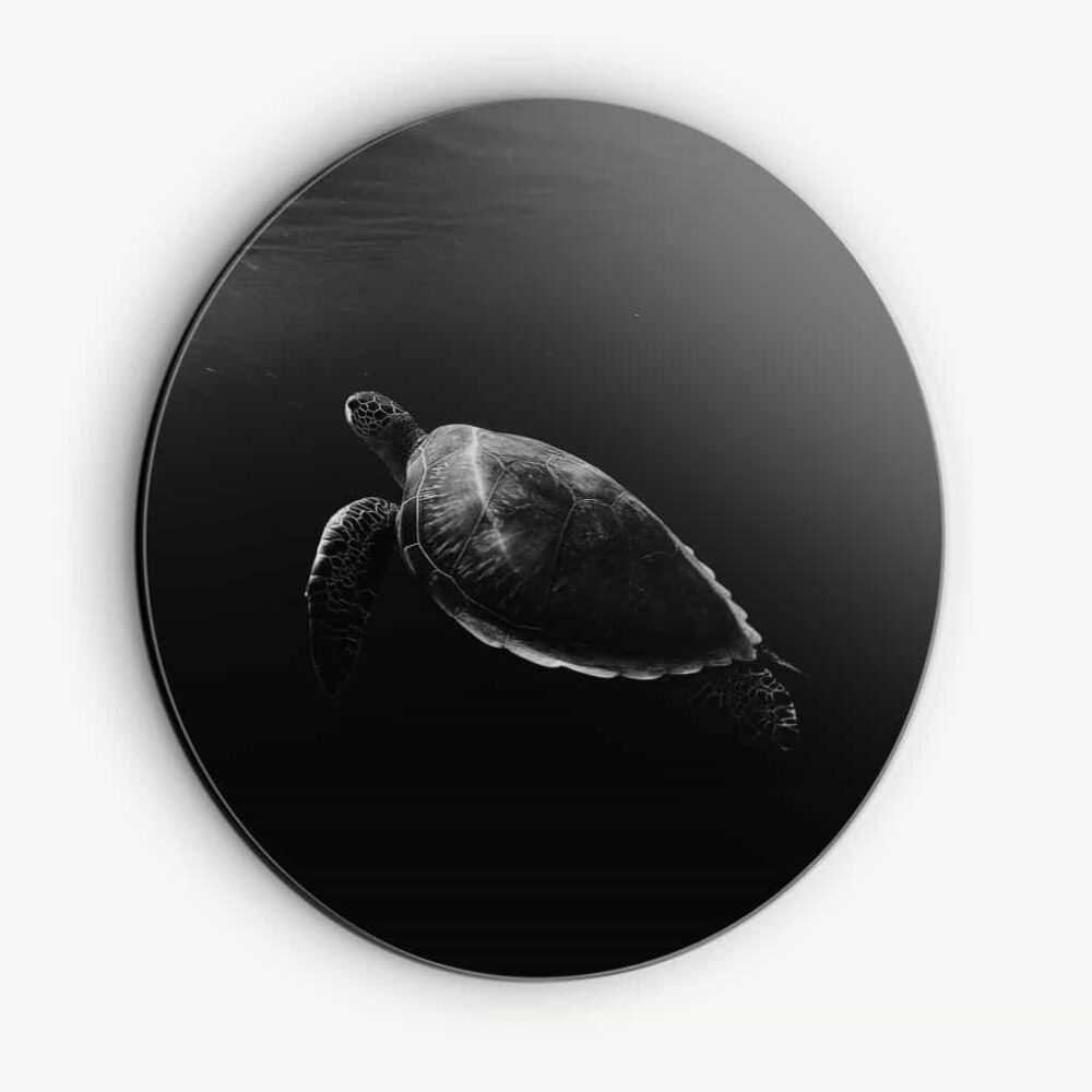 Turtle - Muurcirkel Dibond