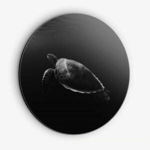 Turtle - Muurcirkel Dibond