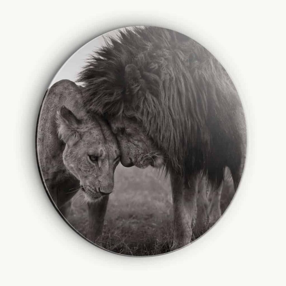 Loving Lion - Muurcirkel Dibond