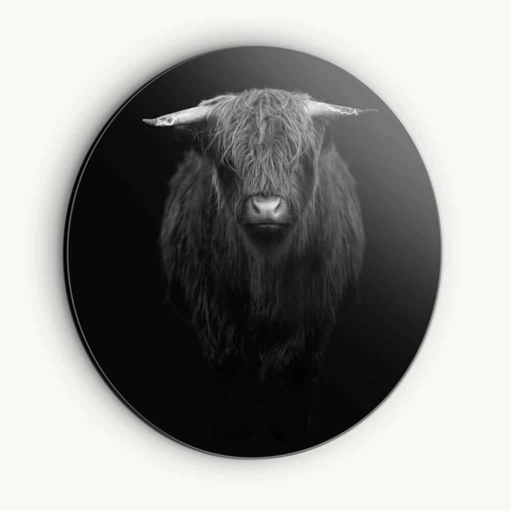 Highland Cow - Muurcirkel Dibond