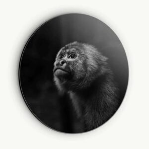 Monkey - Muurcirkel Dibond