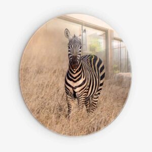 Zebra - Muurcirkel Glass