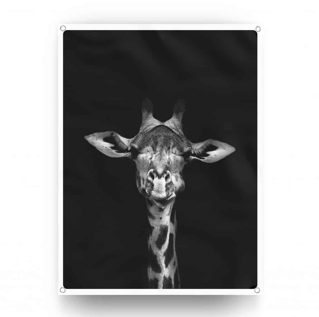 Giraffe.jpg