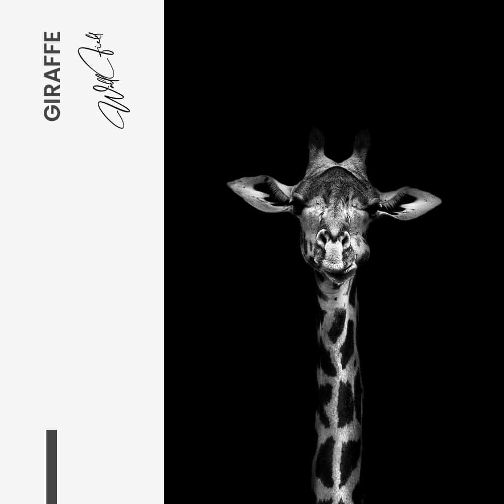 Giraffe - Muurcirkel Glass