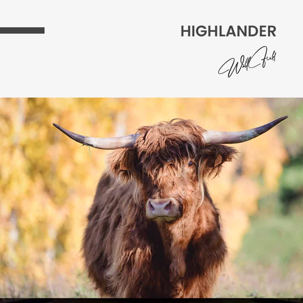 Highlander - Muurcirkel Dibond