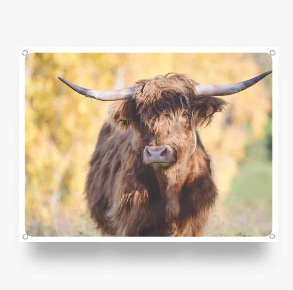 Highlander.jpg