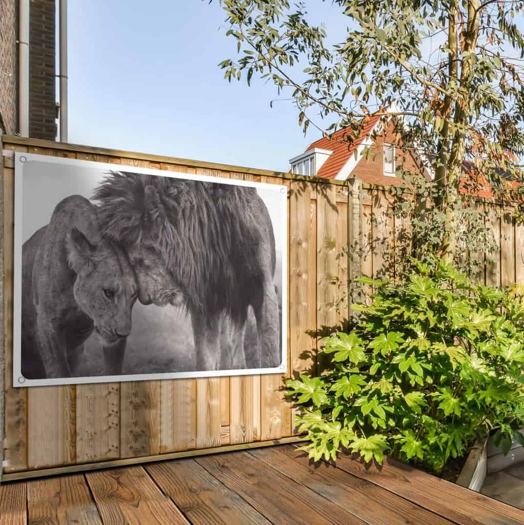 Loving-Lion_1.jpg