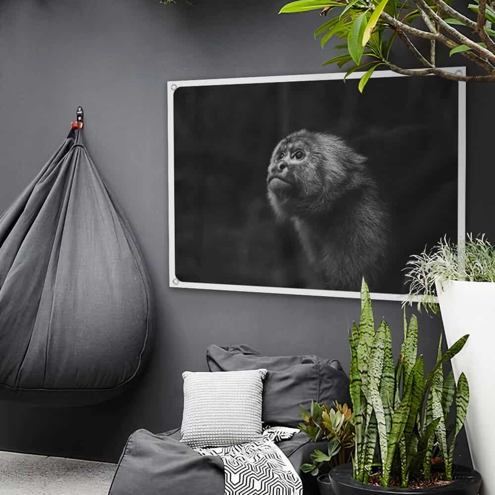 Monkey_1.jpg