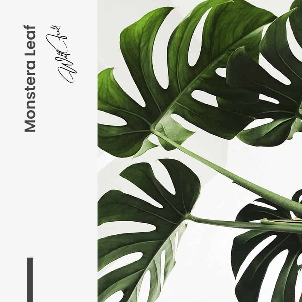 Mostera Leaf - tuinposter