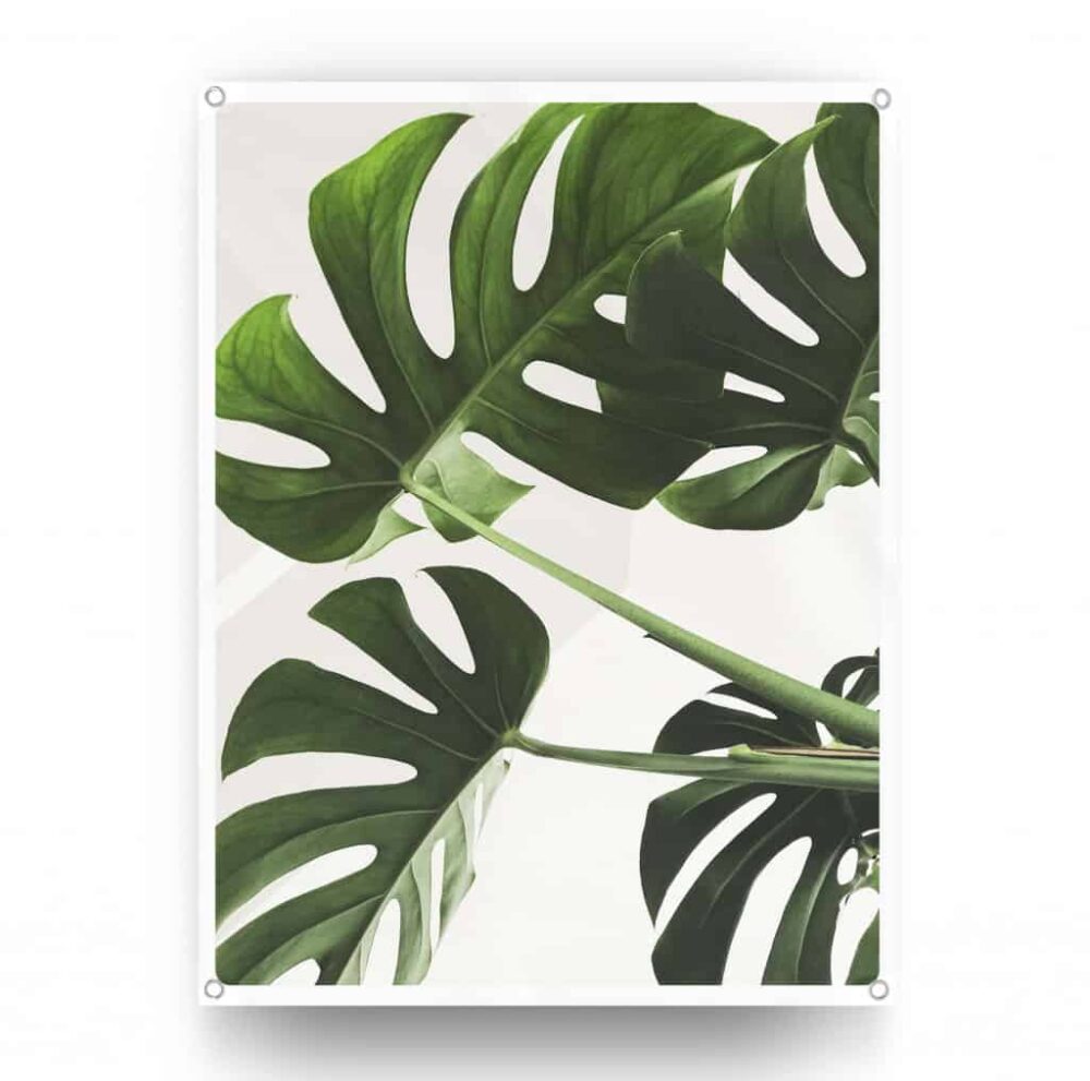 Mostera Leaf - tuinposter