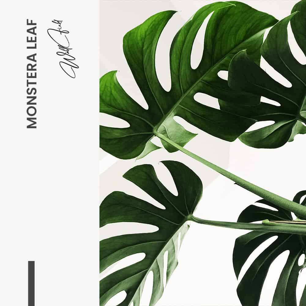 Monstera Leaf - Muurcirkel Dibond