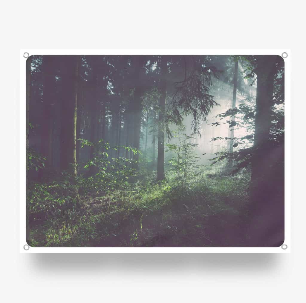 Morning-in-the-Wood.jpg