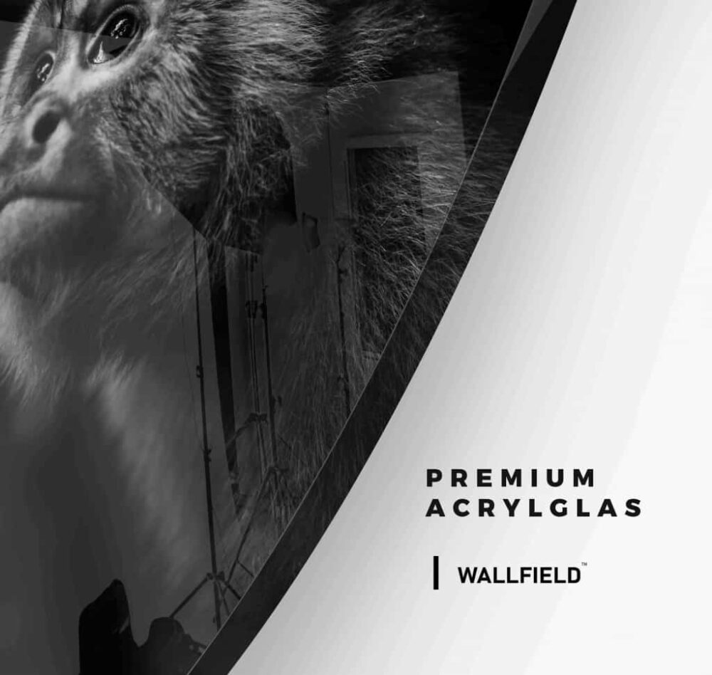 Monkey - Muurcirkel Glass