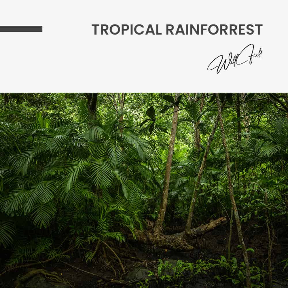 Tropical Rainforrest - Muurcirkel Glass