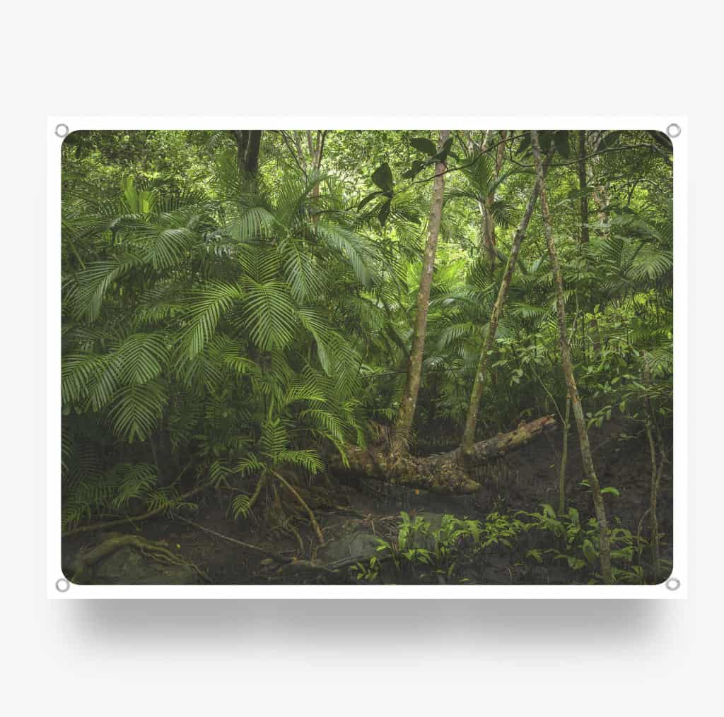 Tropical-Rainforrest.jpg