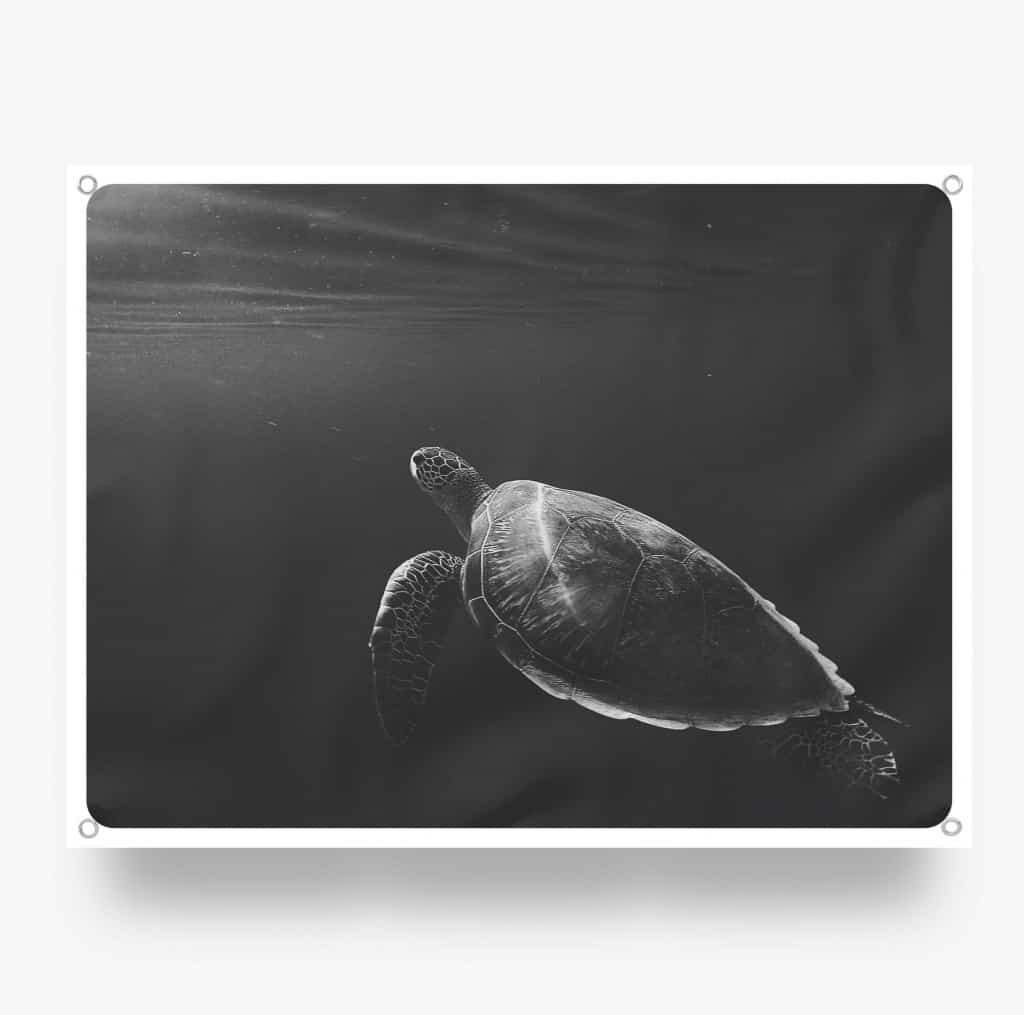 Turtle.jpg