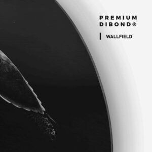 Turtle - Muurcirkel Dibond