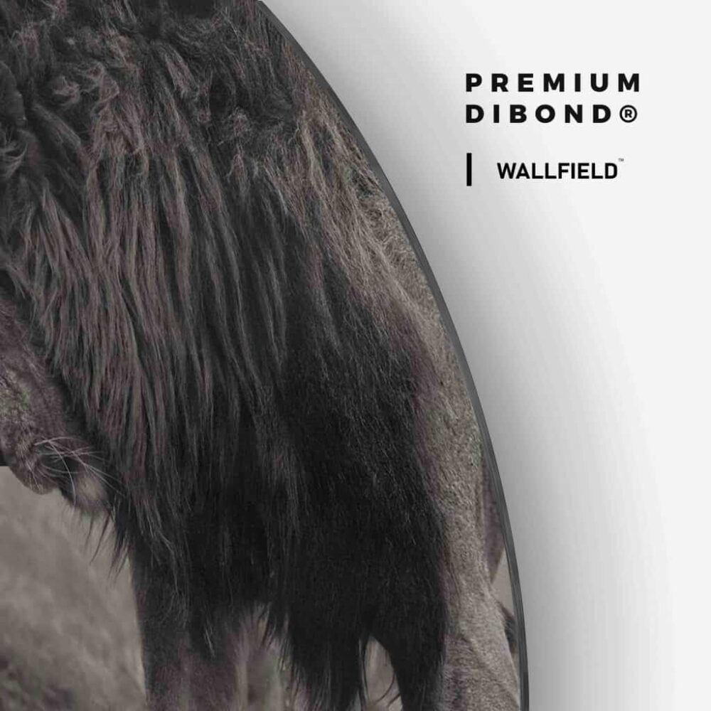 Loving Lion - Muurcirkel Dibond