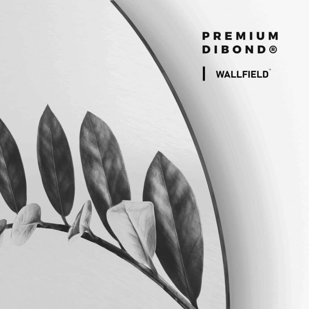 Zamioculcas - Muurcirkel Dibond