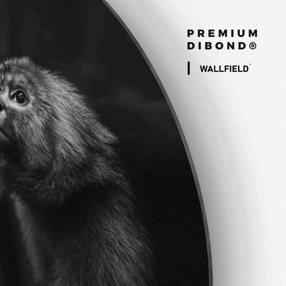 Monkey - Muurcirkel Dibond