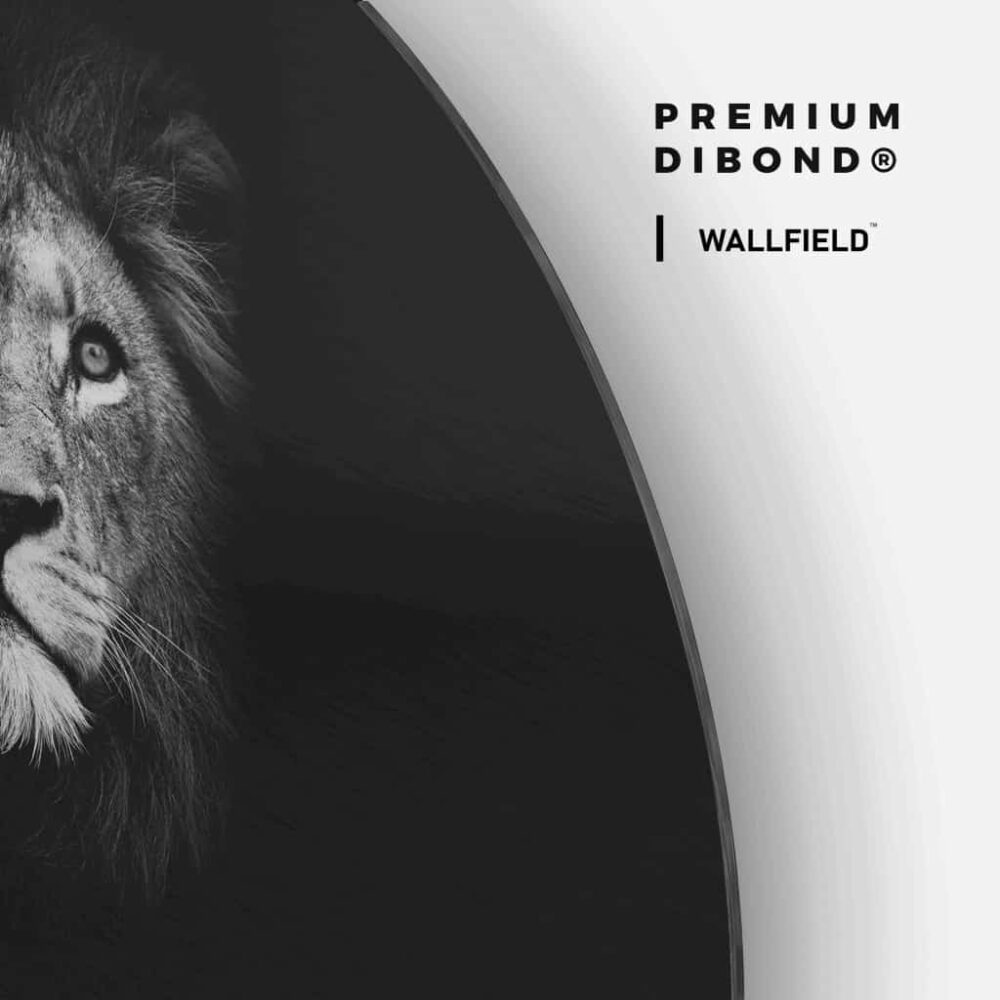 Lion - Muurcirkel Dibond