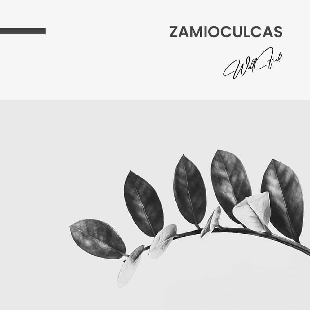 Zamioculcas - Muurcirkel Dibond