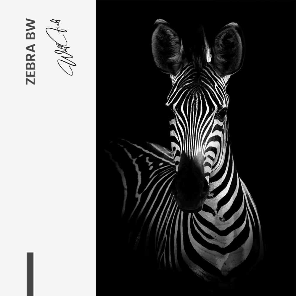 Zebra BW - Muurcirkel Dibond